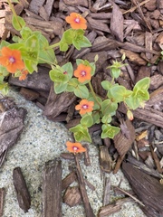 Lysimachia arvensis