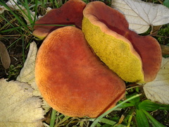 Hortiboletus bubalinus