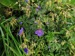 Geranium pratense
