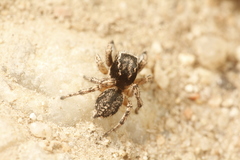 Habronattus hirsutus