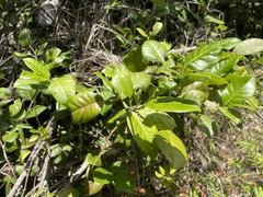 Coccoloba pyrifolia