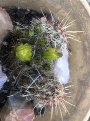 Echinocereus viridiflorus