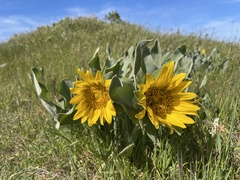 Wyethia helenioides
