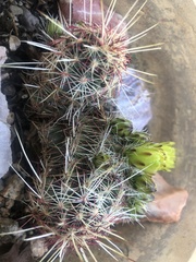 Echinocereus viridiflorus
