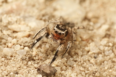 Habronattus hirsutus