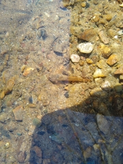 Cottus caeruleomentum