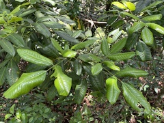Pilocarpus racemosus