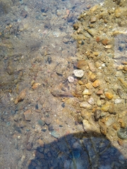 Cottus caeruleomentum