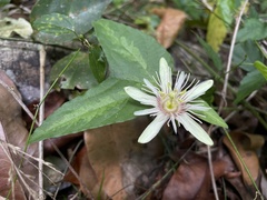 Passiflora rubra