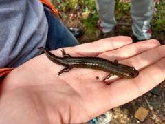 Desmognathus kanawha