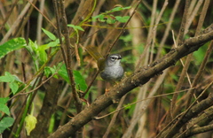 Myiothlypis leucoblephara