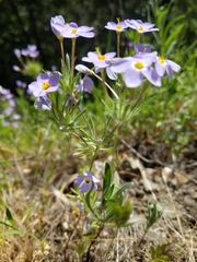 Leptosiphon androsaceus