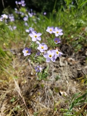 Leptosiphon androsaceus