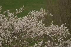 Amelanchier arborea arborea