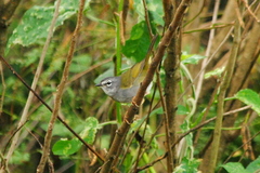 Myiothlypis leucoblephara