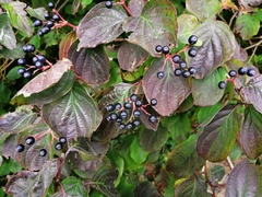 Cornus sanguinea