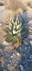 Agave subsimplex