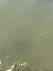 Pachydiplax longipennis