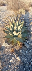 Agave subsimplex