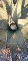 Agave subsimplex