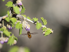 Syrphus octomaculatus