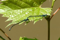 Enallagma geminatum