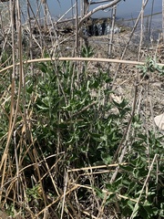 Magnoliopsida