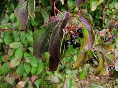 Cornus sanguinea