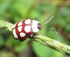 Alagoasa decemguttata
