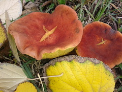 Hortiboletus bubalinus
