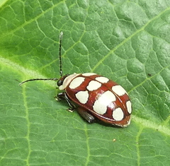 Alagoasa decemguttata