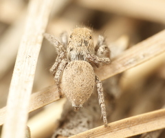 Habronattus clypeatus