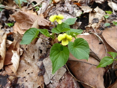 Viola eriocarpa