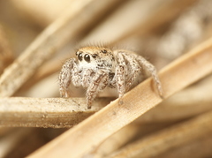 Habronattus clypeatus