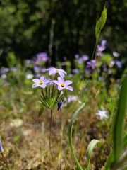 Leptosiphon androsaceus