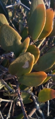 Simmondsia chinensis