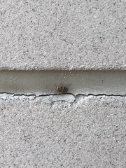 Tropidosteptes quercicola