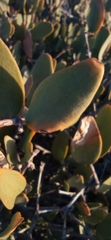 Simmondsia chinensis