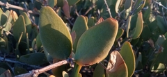 Simmondsia chinensis
