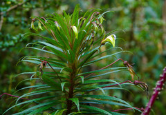 Siphocampylus lucidus