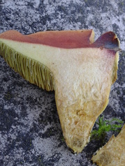 Hortiboletus bubalinus