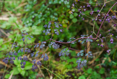 Thalictrum podocarpum