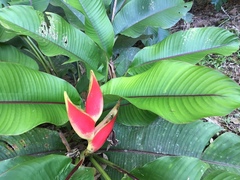 Heliconia bihai
