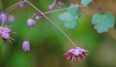 Thalictrum podocarpum