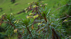 Siphocampylus lucidus