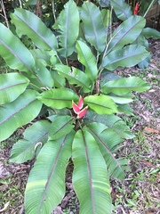 Heliconia bihai