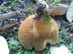 Hortiboletus bubalinus