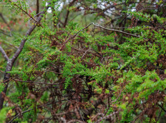 Hypericum laricifolium