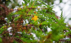 Hypericum laricifolium