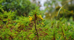 Hypericum laricifolium